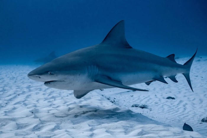 Bull Shark: Facts, Habitat, and Behavior - American Oceans