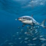 Baby Great White Shark Size