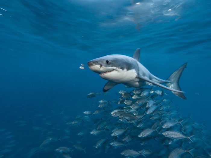 Baby Great White Shark Size